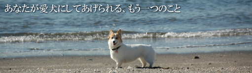 �S�Ƒ̂̃o�����X�𐮂��ăn�b�s�[�h�b�O���C�t�̂���`����